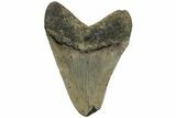 Fossil Megalodon Tooth - North Carolina #221898-1